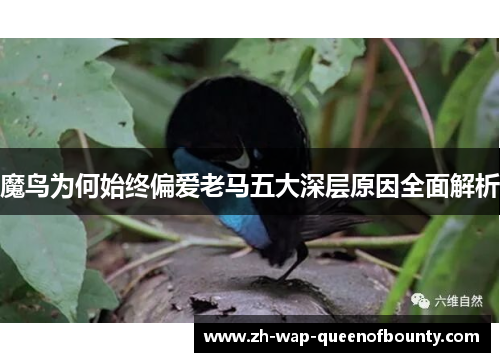 魔鸟为何始终偏爱老马五大深层原因全面解析